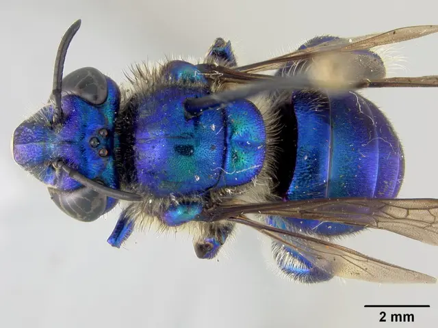 The image shows a close up of a blue carpenter bee on a white background. Its body is a deep blue...