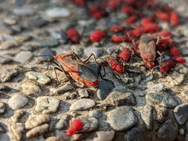 The image shows a group of red and black boxelder bugs on the ground, with a blurred background.