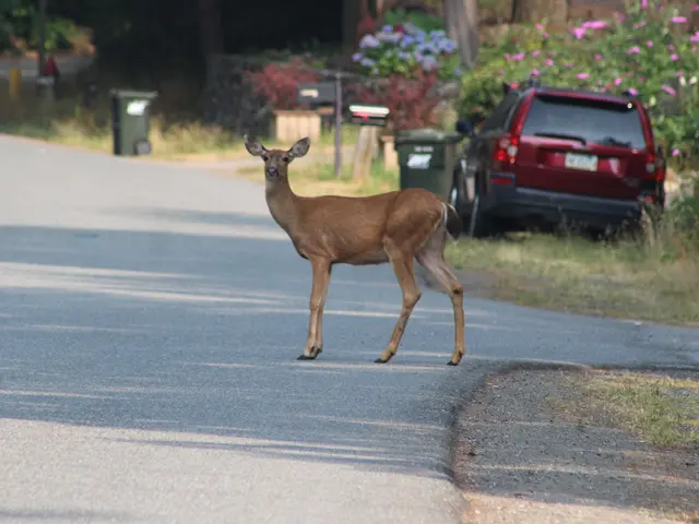 The image shows a deer crossing the street in front of a house, with a car parked on the right side...