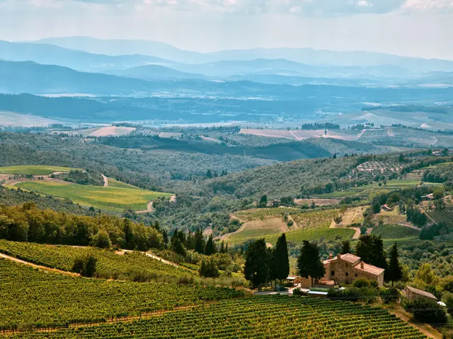 The image shows a picturesque view of a vineyard in Tuscany, Italy, with lush green plants, trees,...