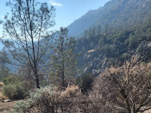 The image shows a field with a few trees in the middle of it, surrounded by hills and a sky with...