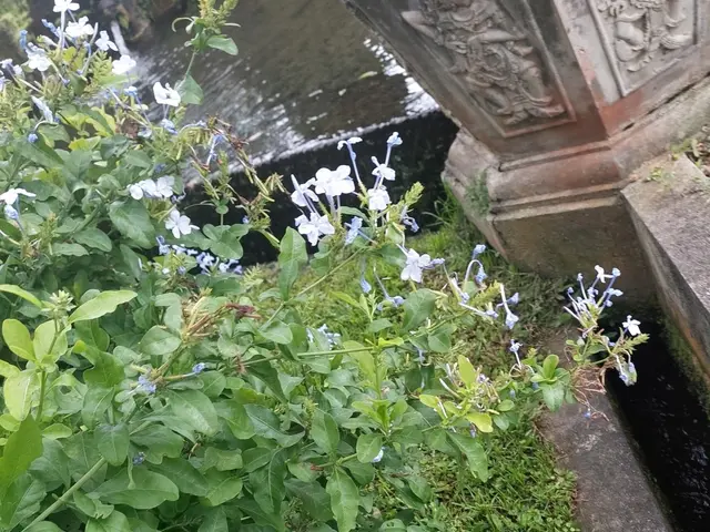 The image shows a garden with a fountain in the background and a plant with blue flowers in the...