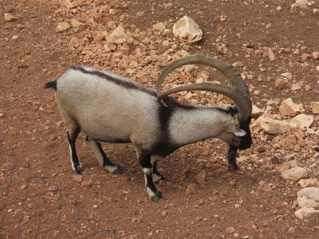 The image shows a wild goat with long horns standing on top of a dirt field, surrounded by stones...