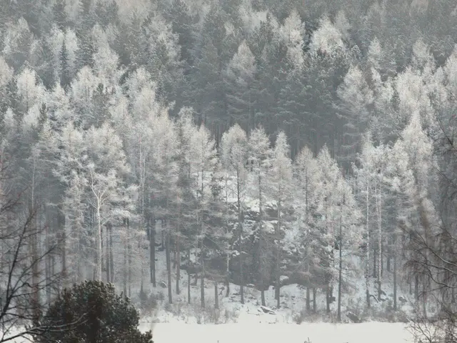 The image shows a wintery scene with snow-covered trees in the middle of a snowy field. The trees...