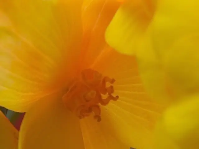 In this image there are flowers. There are yellow petals to the flowers. In the center there are...