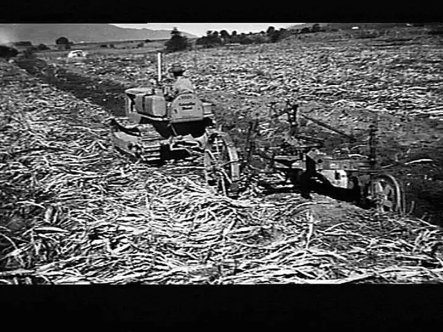 The image shows a black and white photo of a tractor plowing a field of sugarcane, with a person...