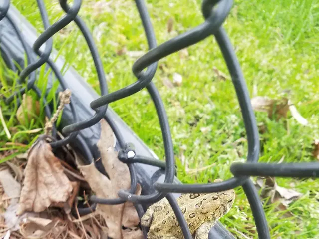 The image shows a toad sitting on top of a chain link fence, surrounded by dried leaves and grass...