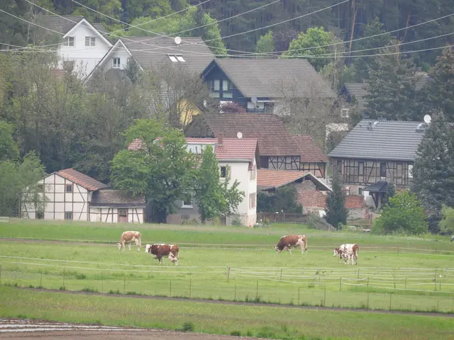 The image shows cows grazing in a lush green field surrounded by a wooden fence, with houses with...