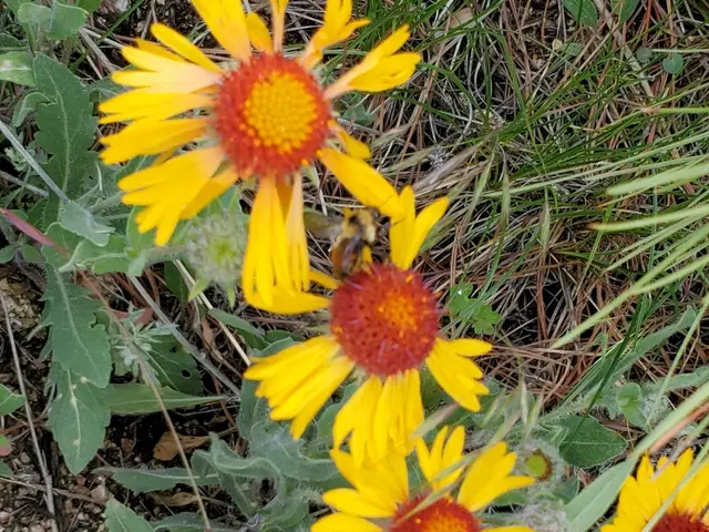 The image shows a field of yellow and red sneezeweed flowers in the grass, with a bee perched on...