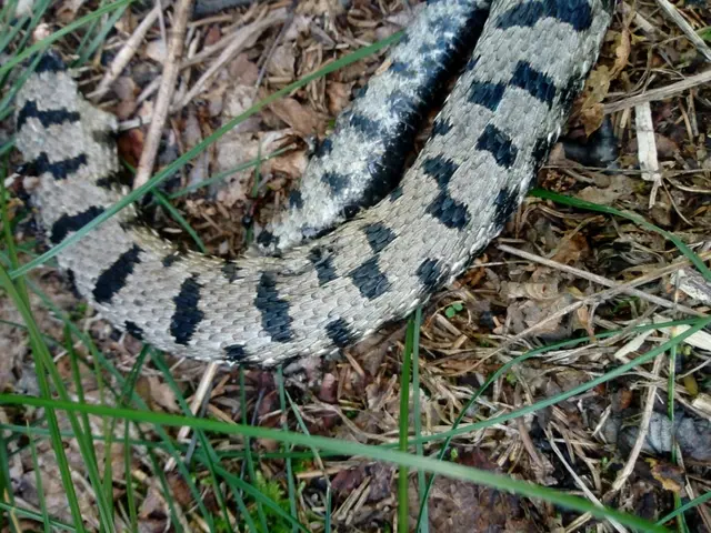 The image shows a close up of a viperine grass snake on the ground, surrounded by dried leaves and...