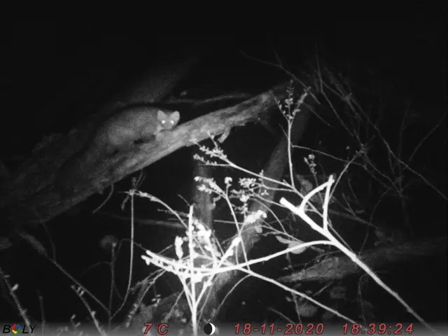 The image shows a black and white photo of a cat perched on a tree branch at night, surrounded by...