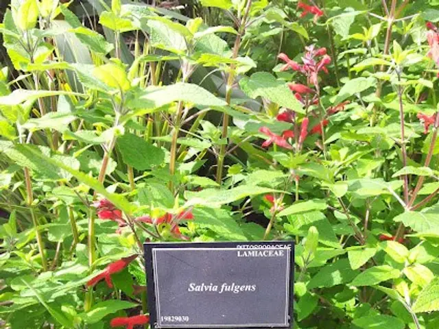 The image shows a garden with a plant of Salvia Vulgaris, commonly known as a sage, with its bright...