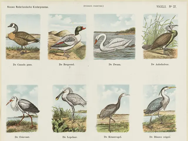 The image shows a book with a variety of birds on it, including a swan, duck, and goose. The paper...