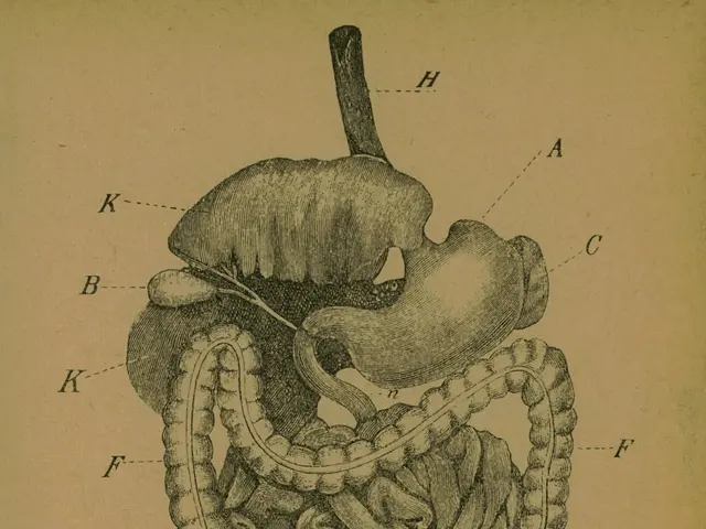 The image shows an old book with a drawing of a large intestine on it. The drawing is detailed and...