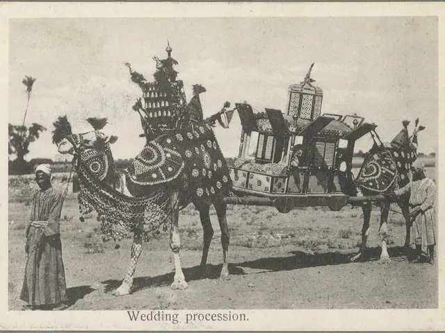 The image shows an old black and white photo of two camels pulling a carriage with people on it,...