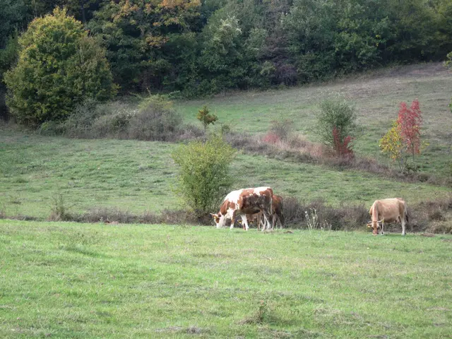 The image shows three cows grazing in a lush green field with trees in the background. The cows are...