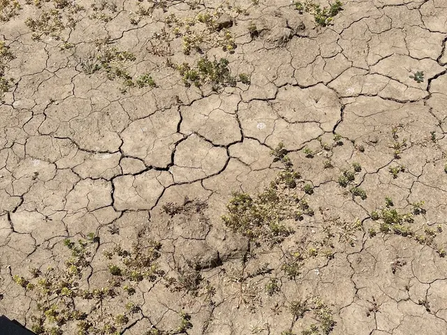 The image shows a green cutting board sitting on top of a dry, cracked ground, with a few plants...