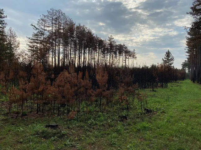 The image shows a field of trees that have been burned in the middle of a forest, with grass on the...
