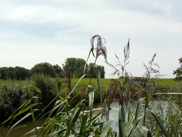 The image shows a tranquil scene of a body of water surrounded by tall grass and trees, with a sky...