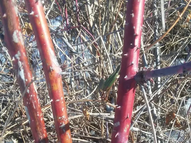 The image shows a close up of a red willow tree branch in the snow, with its stems and dry grass in...