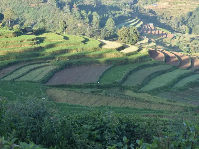 The image shows a lush green landscape of rice terraces in Sapa, Vietnam, with trees and plants...