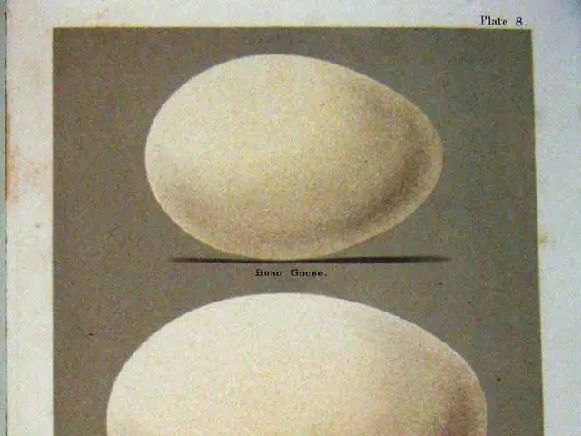 The image shows three different types of eggs on a white background. The eggs are arranged in a...