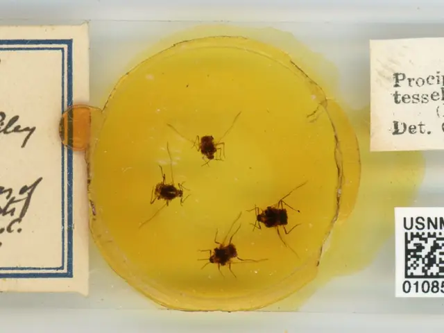 The image shows a yellow plate with a group of cockroaches on it, accompanied by two papers with...