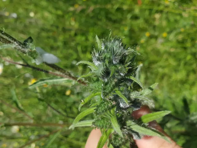 The image shows a person holding a cannabis plant in their hand, with lush green grass in the...