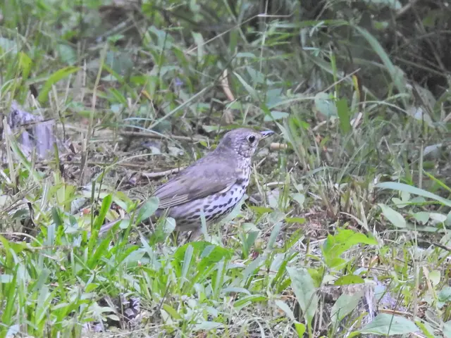 The image shows a small song thrush perched atop a lush green field, surrounded by plants.