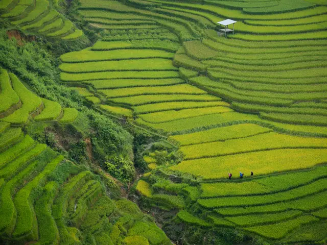 The image shows a stunning view of the terraced rice fields in Sapa, Vietnam, with lush green...