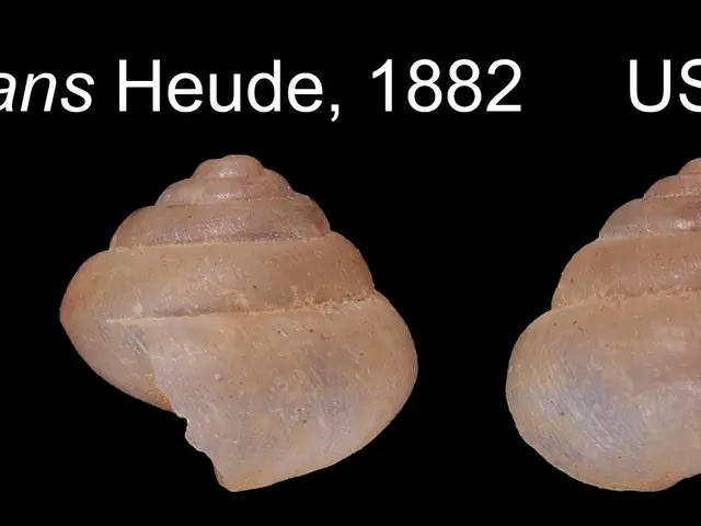 The image shows three helix dormitans heude, 1882, USNM 472133 shells against a black background....