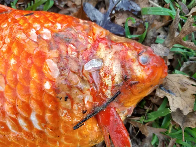 The image shows a close up of a koi fish laying on the ground surrounded by leaves and grass.