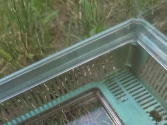 The image shows a cockroach in a plastic container on the grass, surrounded by a net. The cockroach...