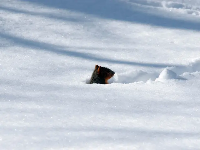 In this image there is a must in the snow.