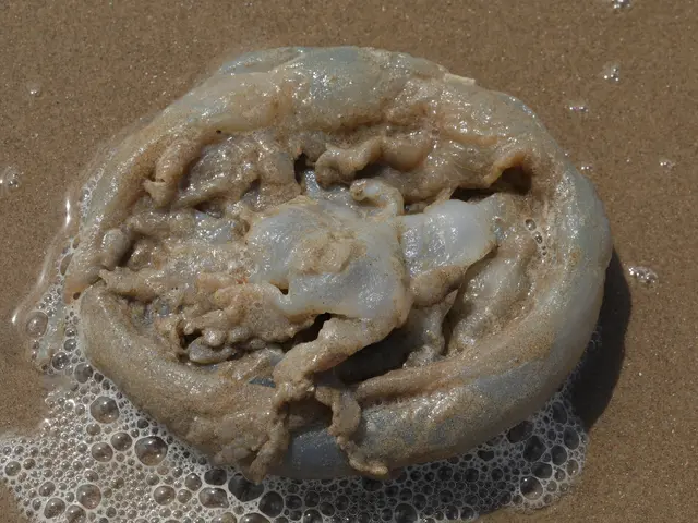 The image shows a jellyfish floating in the sand on a beach, its body covered in a thick layer of...