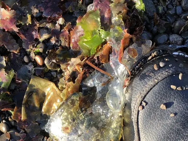The image shows a pair of shoes sitting on top of a rocky beach, surrounded by a few leaves and a...