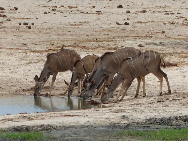 The image shows a herd of greater kudu drinking from a watering hole surrounded by grass and stones...