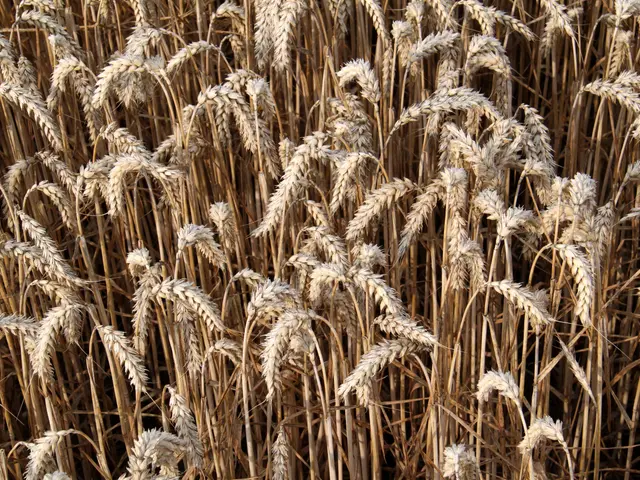 The image shows a field of ripe wheat ready for harvest, with the golden stalks of wheat swaying in...