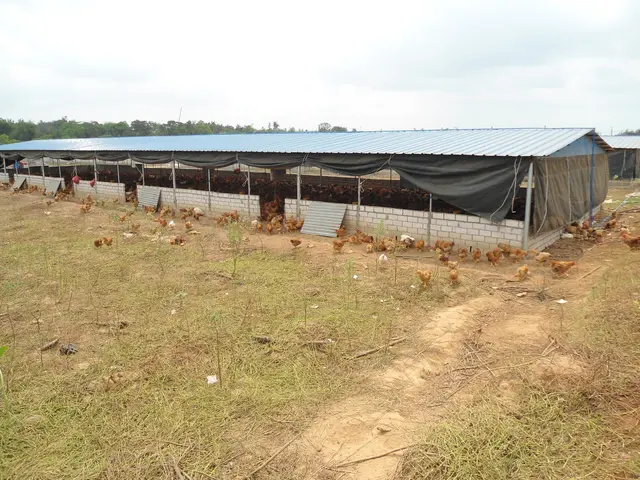 The image shows a large chicken farm with a lot of chickens in it, surrounded by lush green grass...