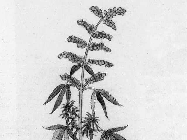 The image shows a black and white drawing of a cannabis plant with its leaves and stems, and the...