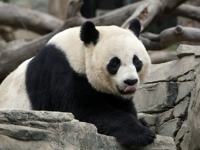 The image shows a giant panda bear sitting atop a rock in a zoo, surrounded by tree trunks and a...