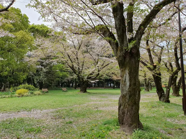 The image shows a park with cherry blossoms in full bloom, surrounded by lush green grass, plants,...