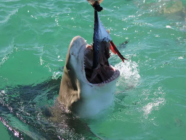 The image shows a great white shark with its mouth open in the water, caught on a fishing rod.