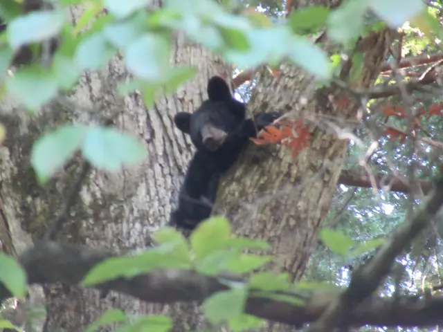 The image shows a black bear cub climbing up a tree in the woods. The bear is surrounded by lush...