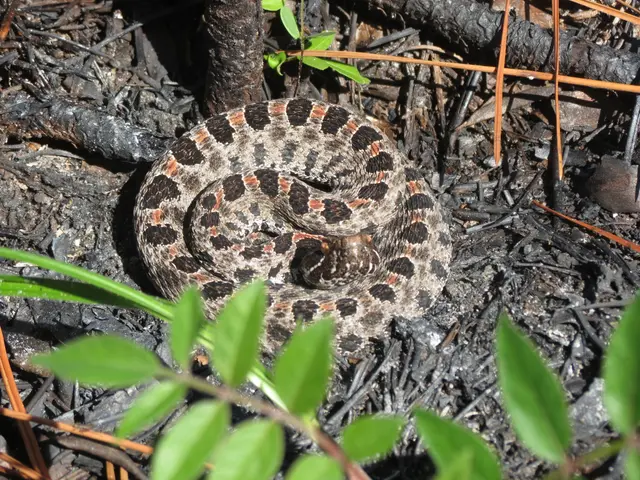 The image shows a close up of a rock rattlesnake coiled up on the ground in the woods, surrounded...