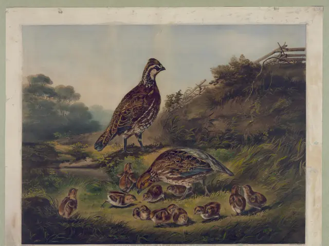 The image shows a painting of a mother quail and her chicks in a grassy field surrounded by trees...