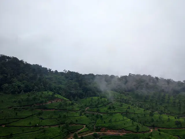 The image shows a lush green tea plantation in the Cameron Highlands of Malaysia, with a few trees...