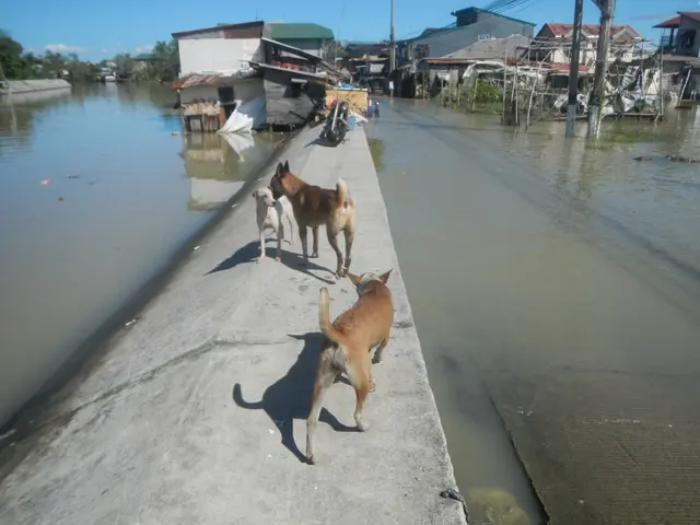 The image shows three dogs walking along a flooded street next to a body of water. On the left side...