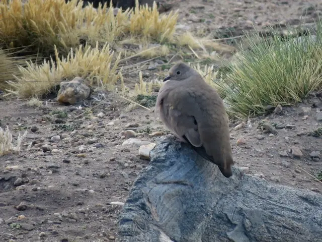 The image shows a bird perched atop a rock in the desert, surrounded by stones and grass.
