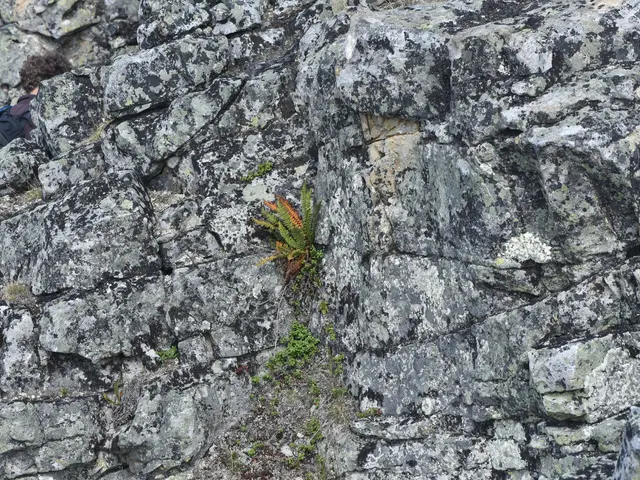 The image shows a person climbing up the side of a rocky mountain, with a plant growing out of the...